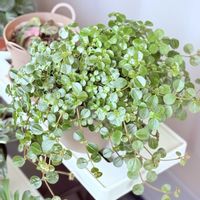 ハートカズラ,多肉植物,観葉植物,斑入り。,ピレアサンパウロの画像