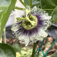 パッションフルーツ,鉢植え,ネコ好き,つる性植物,花のある暮らしの画像