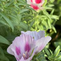 ゴデチア,ゴデチア,地植え,ネコ好き,ピンクの花の画像