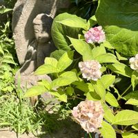 イワタバコ,山紫陽花　伊予獅子手毬,ヤマアジサイ高研の初雪,ヤマアジサイ,咲いてくれてありがとう❤の画像