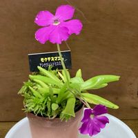 ムシトリスミレ,食虫植物,原種,交配品種,モクテズマエの画像