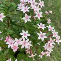 ペンタス,鉢植え,ガーデニング,ピンクの花,植木鉢の画像