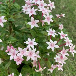 ペンタス,鉢植え,ガーデニング,ピンクの花,植木鉢の画像