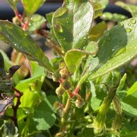 エキナセア,ジニア,トマト,チェッカーベリー,鉢植えの画像