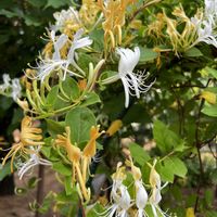 スイカズラ,スイカズラ,ブルームーン,ハニーサックル,花のある暮らしの画像