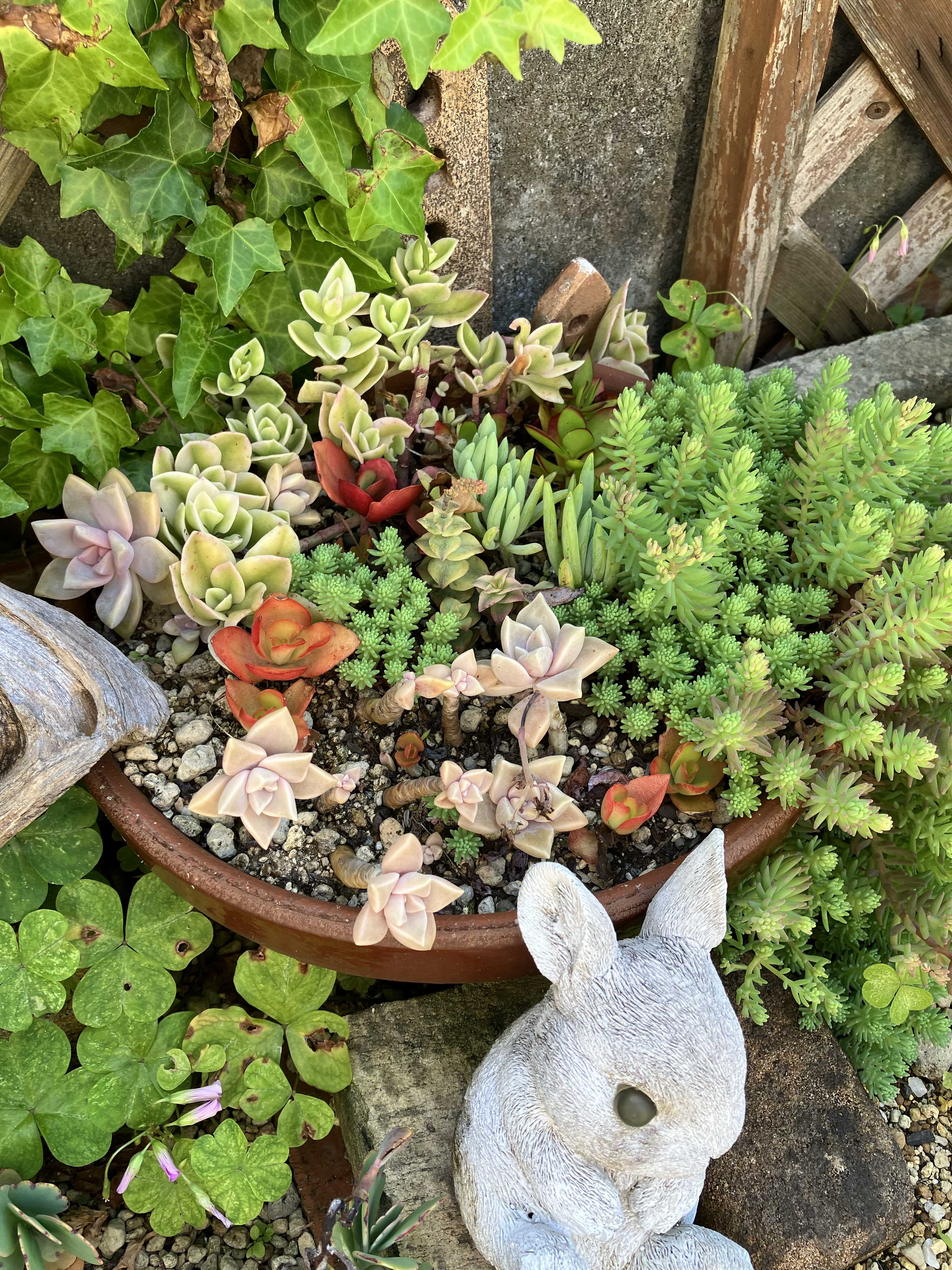 多肉植物の地植え｜🍀GreenSnap（グリーンスナップ）