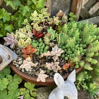 多肉植物,地植え,多肉寄せ植え,ポイポイ鉢,多肉植物のある暮らしの画像