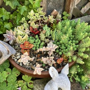 多肉植物,地植え,多肉寄せ植え,ポイポイ鉢,多肉植物のある暮らしの画像