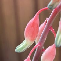 ガステリアの何とか,多肉植物,ガステリア,初心者,可愛いの画像
