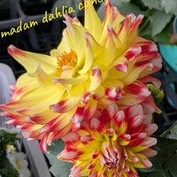 皇帝ダリア,ダリア,安曇野,マダムダリア,✨今日のお花✨の画像