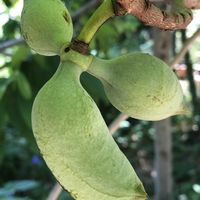 ポポー,庭の画像