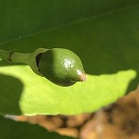 レモン,庭の画像