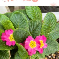 プリムラ,可愛らしい,花のある暮らし,ピンク大好きの画像
