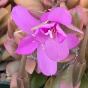 桜吹雪の花,多肉植物,葉挿し,多肉寄せ植え,実生苗の画像