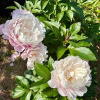 シャクヤク,グロリオサ,ユリノキ,ユリノキ,今日のお花の画像