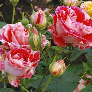 薔薇 オレンジスプラッシュ,花のある暮らし,植物のある暮らし,植中毒,ロザリアンの画像