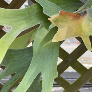 観葉植物, ビカクシダ,今日も元気で,今日も笑顔で♡,花を通じて愛と平和をの画像