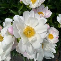 オーニソガラム,シャクヤク,オオアマナ,オオアマナ,オオアマナの画像