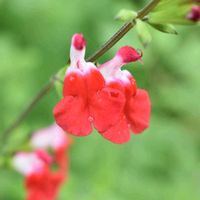 チェリーセージ,花散歩,素敵な出会いに感謝,胸キュン,あっ火曜日の画像