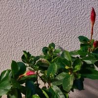 マンデビラ,ベランダの画像