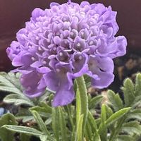 イソトマ,スカビオサ,ネジバナ,挿し芽,こぼれ種の画像