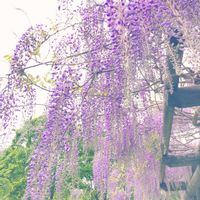 フジ,藤（ふじ）,京極町ふき出し公園の画像
