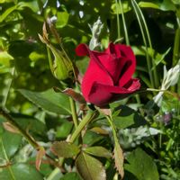 バイカウツギ,ニコロ・パガニーニ,いつもありがとう♡,ばら バラ 薔薇,毎月2日はスヌーピーの日の画像