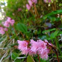イワカガミ,ツマトリソウ,マイズルソウ,サラサドウダン,カエル岩の画像