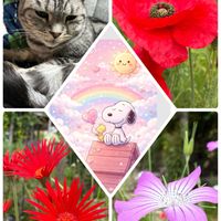 ポピー,マツバギク,トルコキキョウ シェリー,トルコキキョウ シェリー,ムギセンノウの画像