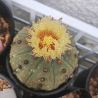 ハイビスカス,カンガルーポケット,斑入り白丁花,植中毒,GSに感謝。の画像