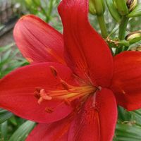 薔薇,スカシユリ,スカシユリ,スカシユリ,スカシユリの画像