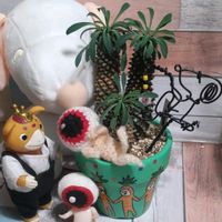 百日草,ソテツキリン,ニンニクの花,ブースカ,繋がりに感謝✨の画像