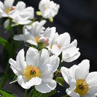 シャクヤク,ヒゴシャクヤク,山野草,白い花,ピンクの花の画像