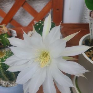 100均,サボテンの花,エキノプシス,毛玉の画像