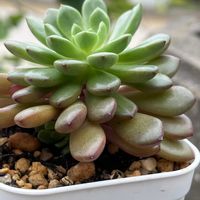 ピンクルビー,ピンクルビー,多肉植物の画像