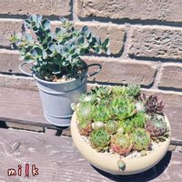 ミセバヤ,センペルビウム寄せ植え,センペルビウム,寄せ植え,多肉植物の画像