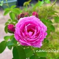 バラ ルイーズオディエ,薔薇   ルイーズ オディエ,ルイーズ・オディエ,放置栽培,ばら バラ 薔薇の画像