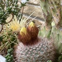 サボテン,サボテン,ミセバヤ,ミセバヤ,多肉植物の画像