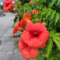 ノウゼンカズラ,プリムラジュリアン,うどん県人会,うどん県西支部の画像
