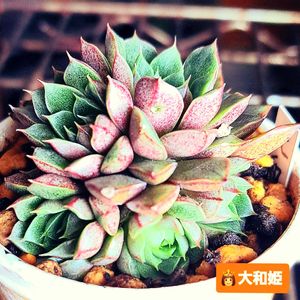 大和姫,大和錦,ダイソー,エケベリア属,植物男子ベランダーの画像