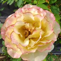 ペラルゴニウム,ペラルゴニウム,ミニ薔薇♡,ヘリオトロープ  ブライドブルー,スーパーチュニア ラヴィ ドゥヴィの画像