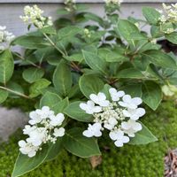 ノリウツギ,ガーデニング,今日の一枚,花のある暮らし,庭の画像