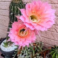 サボテン,サボテンの花,ピンクの花,サボちゃん　記録,ピンクのサボテンのはなの画像