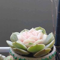 エケベリア,多肉植物,リメ鉢,寄植え,2のつく日は斑入りの日の画像