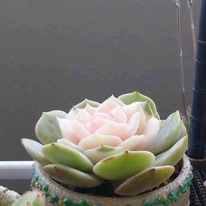 エケベリア,多肉植物,リメ鉢,寄植え,2のつく日は斑入りの日の画像