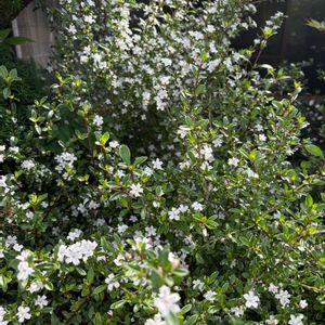 ハクチョウゲ（白丁花）,花が好き,無農薬❤家庭菜園,野菜が好き,庭の画像