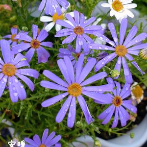 ブラキカム,種まき,花のある暮らし,お花を楽しむ,タネまきの画像
