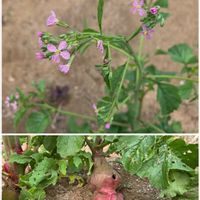 ラディッシュ,二十日大根,赤大根の花の画像