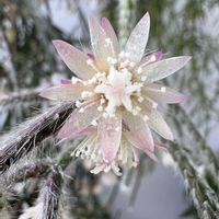 リプサリス ピロカルパ,リプサリス エワルディアナ,ホヤ・パビィオラ,森林性サボテン,バルコニーの画像