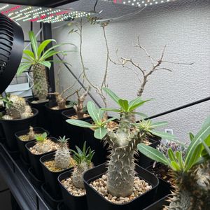 塊根植物,和室,ベランダの画像
